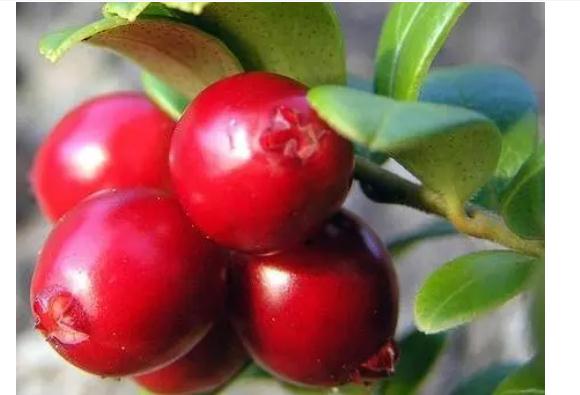 蔓越莓有什么功效作用？蔓越莓有什么營(yíng)養？